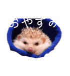 ハリネズミの「こぢ」（個別スタンプ：7）
