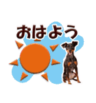 ミニチュアピンシャーの日常会話 Part3（個別スタンプ：1）