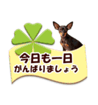 ミニチュアピンシャーの日常会話 Part3（個別スタンプ：2）