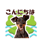 ミニチュアピンシャーの日常会話 Part3（個別スタンプ：3）