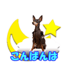 ミニチュアピンシャーの日常会話 Part3（個別スタンプ：4）