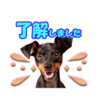 ミニチュアピンシャーの日常会話 Part3（個別スタンプ：6）