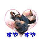 ミニチュアピンシャーの日常会話 Part3（個別スタンプ：7）