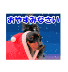 ミニチュアピンシャーの日常会話 Part3（個別スタンプ：10）