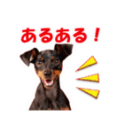ミニチュアピンシャーの日常会話 Part3（個別スタンプ：11）
