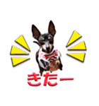 ミニチュアピンシャーの日常会話 Part3（個別スタンプ：13）