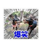 ミニチュアピンシャーの日常会話 Part3（個別スタンプ：14）
