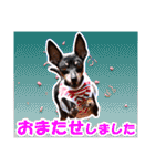 ミニチュアピンシャーの日常会話 Part3（個別スタンプ：16）