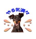 ミニチュアピンシャーの日常会話 Part3（個別スタンプ：19）