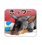 ミニチュアピンシャーの日常会話 Part3（個別スタンプ：20）