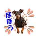 ミニチュアピンシャーの日常会話 Part3（個別スタンプ：22）