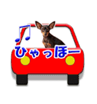 ミニチュアピンシャーの日常会話 Part3（個別スタンプ：23）