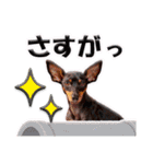 ミニチュアピンシャーの日常会話 Part3（個別スタンプ：25）