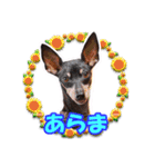 ミニチュアピンシャーの日常会話 Part3（個別スタンプ：27）