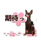 ミニチュアピンシャーの日常会話 Part3（個別スタンプ：28）