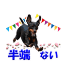 ミニチュアピンシャーの日常会話 Part3（個別スタンプ：31）