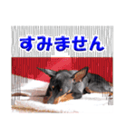 ミニチュアピンシャーの日常会話 Part3（個別スタンプ：33）