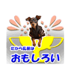 ミニチュアピンシャーの日常会話 Part3（個別スタンプ：35）