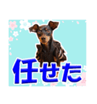 ミニチュアピンシャーの日常会話 Part3（個別スタンプ：36）