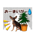ミニチュアピンシャーの日常会話 Part3（個別スタンプ：37）