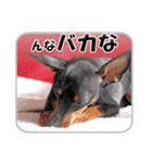 ミニチュアピンシャーの日常会話 Part3（個別スタンプ：38）