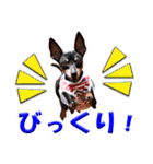 ミニチュアピンシャーの日常会話 Part3（個別スタンプ：39）