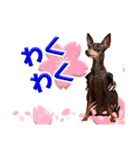 ミニチュアピンシャーの日常会話 Part3（個別スタンプ：40）