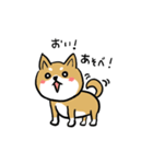 バカでカワイイ柴犬（個別スタンプ：1）