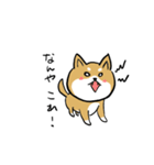 バカでカワイイ柴犬（個別スタンプ：3）