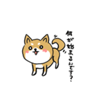 バカでカワイイ柴犬（個別スタンプ：6）