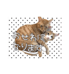 保護猫スタンプ②（個別スタンプ：12）