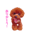 我が家のお姫様♡Cocoa♡（個別スタンプ：2）