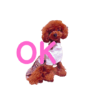 我が家のお姫様♡Cocoa♡（個別スタンプ：3）