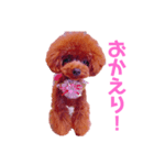 我が家のお姫様♡Cocoa♡（個別スタンプ：5）