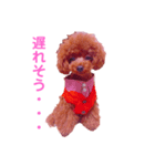 我が家のお姫様♡Cocoa♡（個別スタンプ：7）