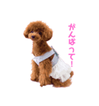 我が家のお姫様♡Cocoa♡（個別スタンプ：13）