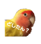 コザクラインコPちゃんスタンプ（個別スタンプ：1）