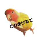 コザクラインコPちゃんスタンプ（個別スタンプ：2）