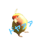 コザクラインコPちゃんスタンプ（個別スタンプ：4）