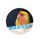 コザクラインコPちゃんスタンプ（個別スタンプ：5）