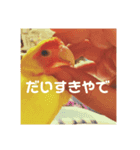 コザクラインコPちゃんスタンプ（個別スタンプ：6）