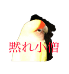 コザクラインコPちゃんスタンプ（個別スタンプ：7）