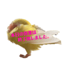 コザクラインコPちゃんスタンプ（個別スタンプ：8）