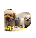 ちょことぷに（個別スタンプ：1）