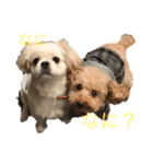 ちょことぷに（個別スタンプ：2）