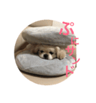 ちょことぷに（個別スタンプ：6）