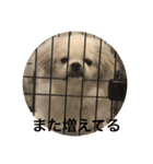 ちょことぷに（個別スタンプ：7）