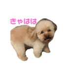 ちょことぷに（個別スタンプ：11）