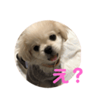 ちょことぷに（個別スタンプ：13）