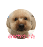 ちょことぷに（個別スタンプ：14）